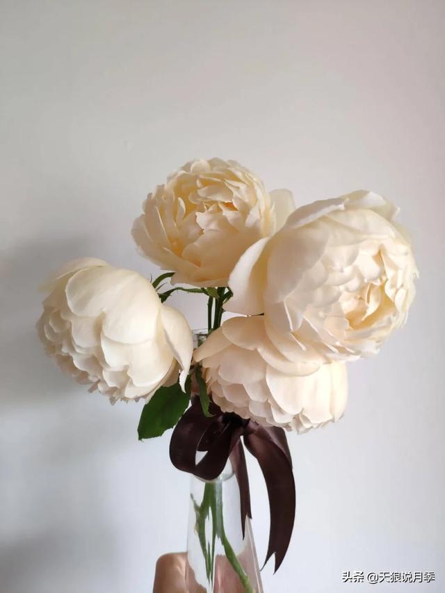 圆滚滚的绣球,瀑布般的花墙,这届花友也太会种花了吧