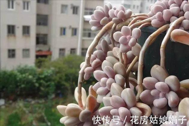 养多肉不爆“头”？“掰叶法”来帮忙，叶片掰一掰，叶下长满新头