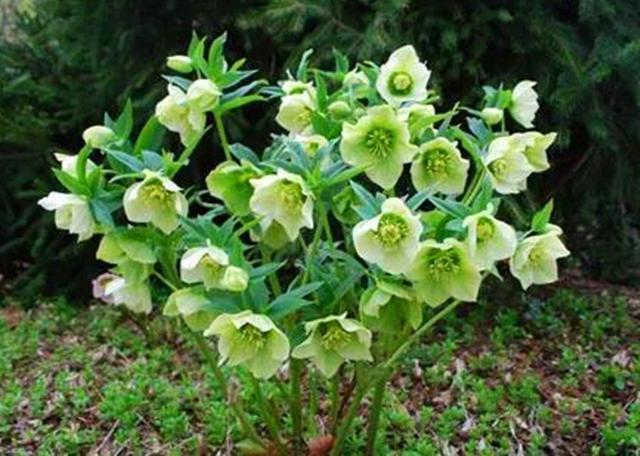 毛莨科|农村这野草叫“铁筷子”,对身体有好处,遇见可以种植在家中