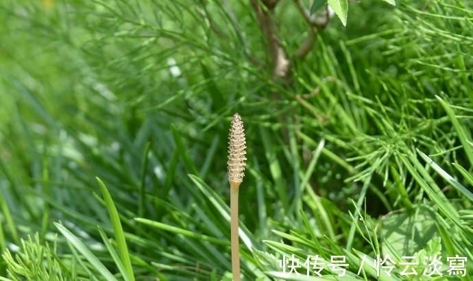 缺德草|你见过能吸黄金的草吗?得到一株就能暴富,却遭到当地人痛恨!