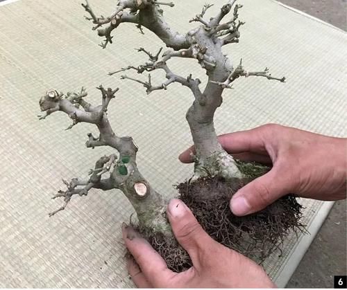 双干式盆景不一定要连体，两株对节白蜡即能成双杆，要不试试？