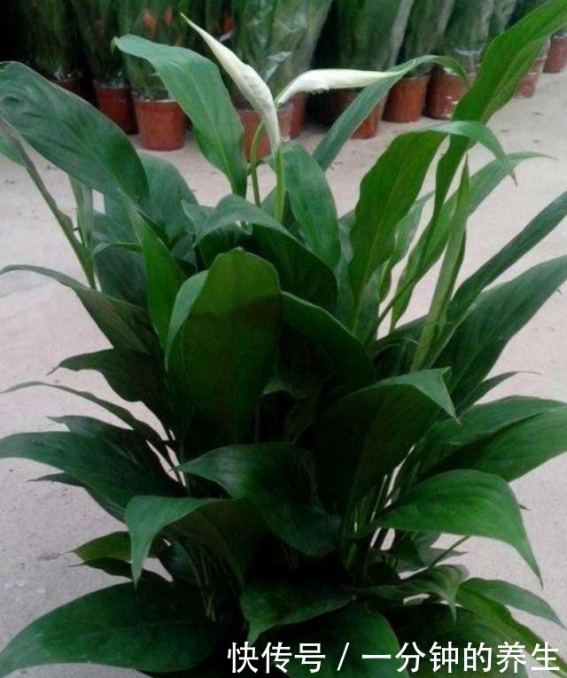 春夏养殖白掌,三个要点掌握好,枝叶青翠,花开不断!