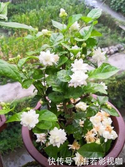 叶片|养茉莉花，花后记住“4要领”，花开不断芳香四溢，每次都爆盆