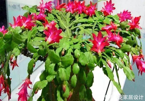 浇水量|蟹爪兰这么浇水,不仅不死,反而长的更好了