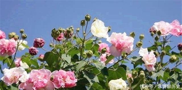 霜花|秋天的明丽:从晴雯封神来谈拒霜花开木芙蓉