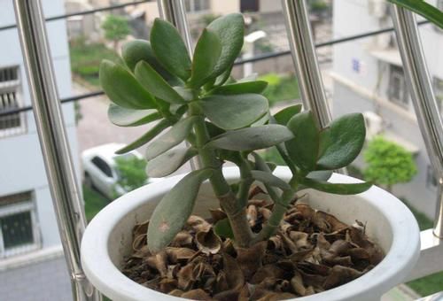 养花自制肥料：该怎么用好柳树皮，挖掘其中的价值？