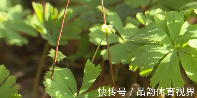 秦岭发现奇特植物，只有一叶一花，很娇弱却从恐龙时代生存到现在