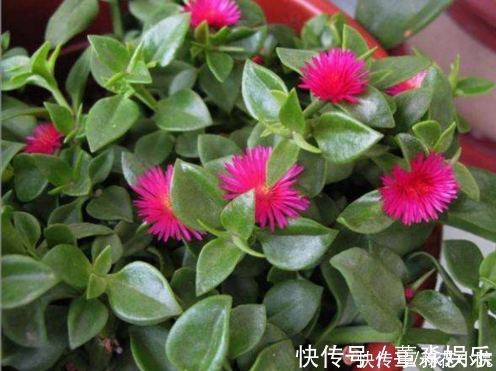 心叶日中花|4种花都叫吊兰,形态各不相同,你喜欢养哪一种呢?