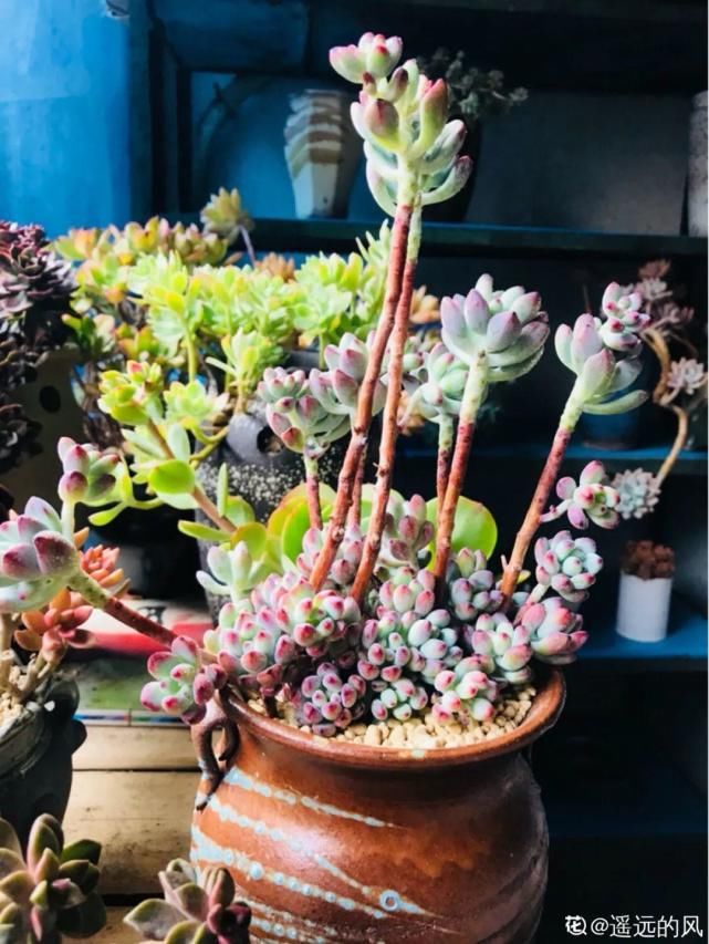 一入肉坑深似海，越养越上瘾