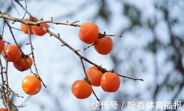 柿霜|大量上市！比蘋果還營養，吃它勝過10副藥！但是很多人都吃錯了