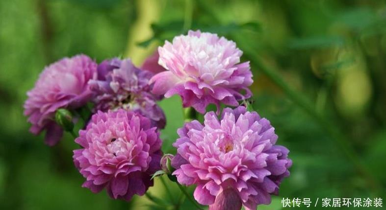 20款紫色月季品种。浓香、抗病非常好养,天然紫色唯美盛开