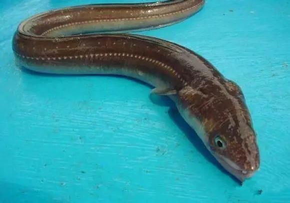 海鲜|渔民整理的海鲜大全,以后再也不怕不认识海鲜了