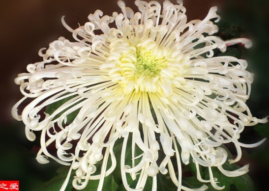 喜欢菊花，不如养“菊中珍品”碧空银花，是银白莲花，清秀淡雅