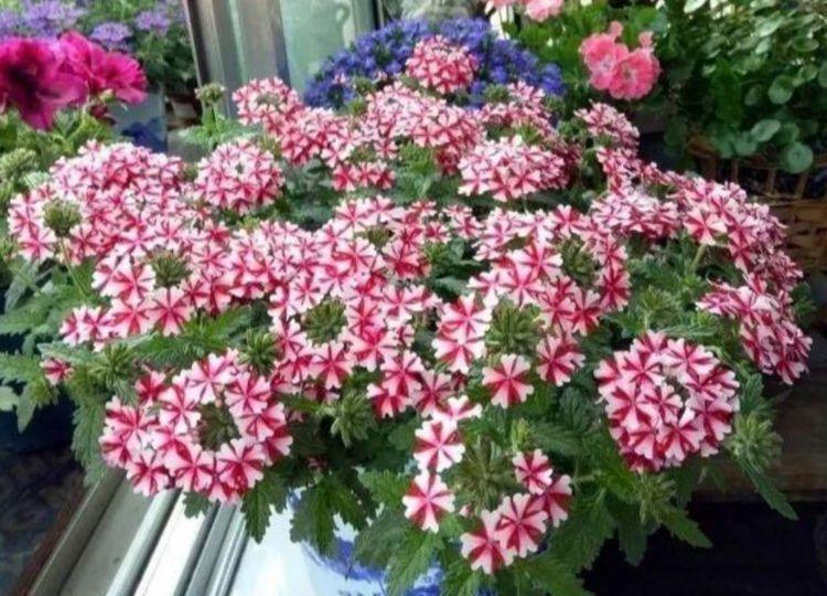 种花|家养4种花,开花吉祥又喜庆,年年开花美翻