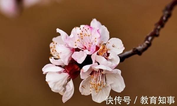 中国十大名花,代表着中国的精神文化内蕴,你都了解吗