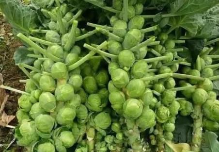 西餐厅|个大如拇指,生熟都能吃,国外是高档菜,我国35元1斤却很少人种