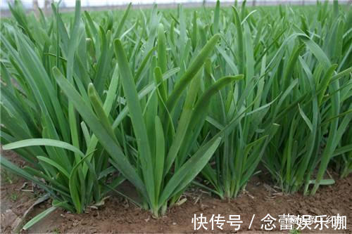 为什么韭菜根系会逐年上移?栽培韭菜做好2点,株苗油绿不跳根