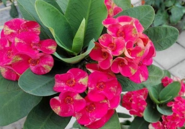 超耐旱的4种开花植物，丢土里就能活，漂亮好养不操心，懒人最爱