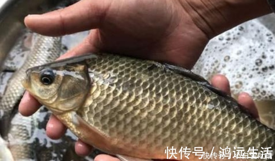 冬钓用饵，岂能随随便便！按我说的做，一根竿子都钓不过来