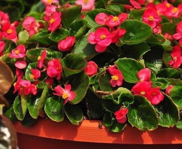 枝条|这6种花,要经常“摘心”,分枝多开花多,株形更丰满