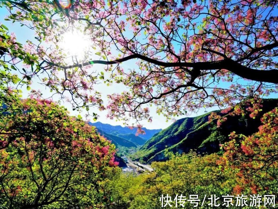 十渡|春已至,花绽放!这份房山赏花攻略请查收!