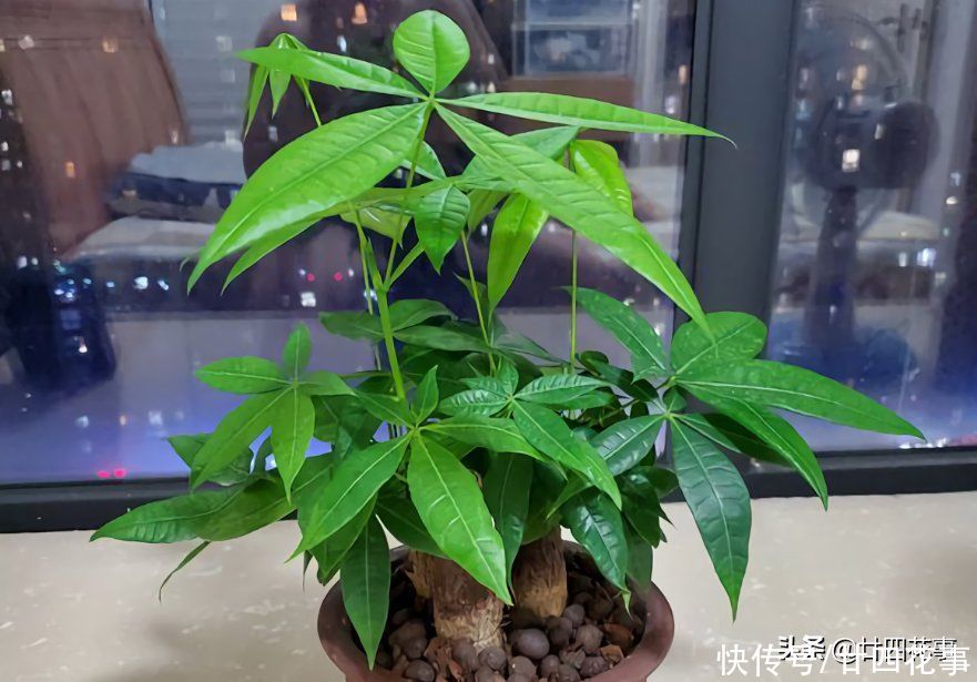 实用|发财树枝叶少不要急，用个小妙招，轻松“爆芽”，简单实用