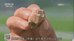 暖胃|十人九湿每天2片,祛湿暖胃,轻松一整年