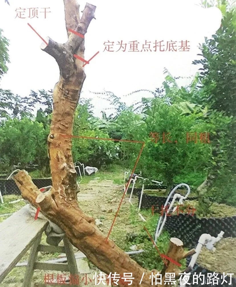 熟知雀梅习性后，临摹盆景设计案例，咱们的盆景作品指日可待！