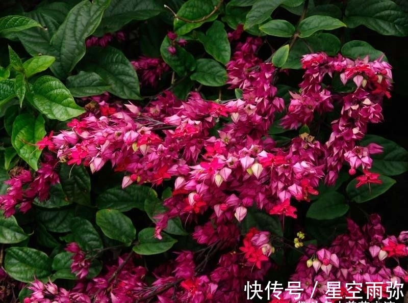 每年春节前后,除了年宵花,买盆龙吐珠也不错,好看的半藤本花卉