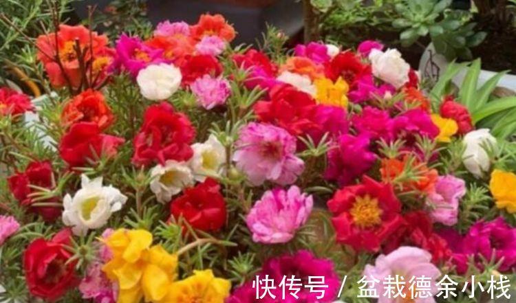 朱瑾花|从9月14日开始，家养此款花卉，花姿妖娆，花开香飘溢满屋