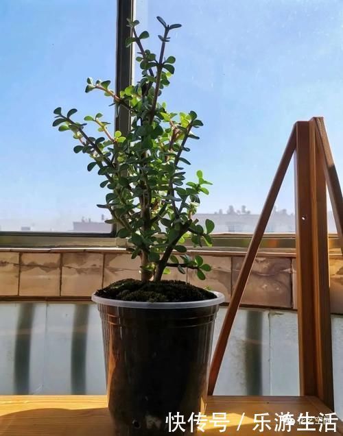淘米|金枝玉叶太好养了，常用两种水，嫩叶冒不停，长势很喜人