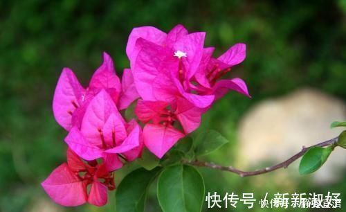 浇水量|三角梅开花少,做好这四点,花苞呼呼冒根本看不见叶