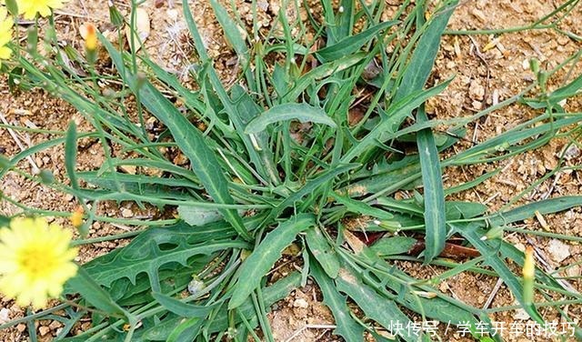 農民叫它“小人參”,鄉下看到別踩踏,采回家曬干1斤能賣80