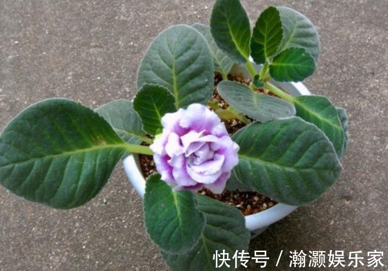 浇水|3种花便宜漂亮又好养，10元买两盆，开花漂亮花期长，谁养谁喜欢