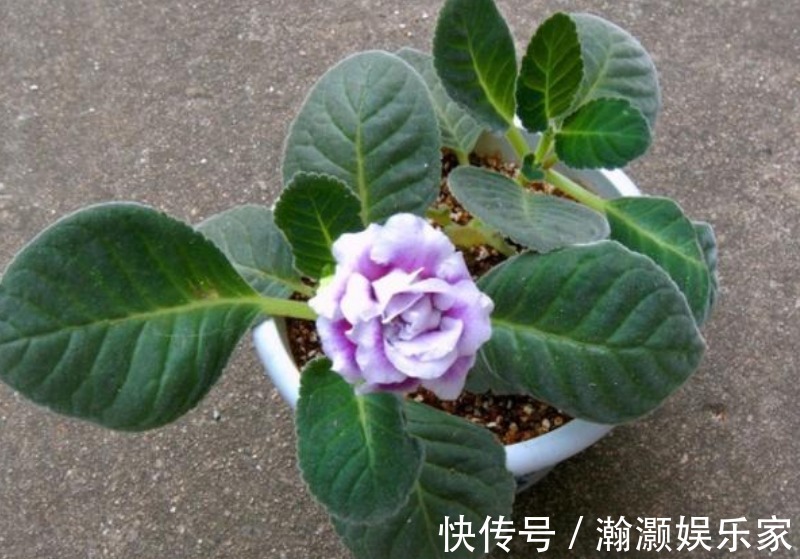 浇水|3种花便宜漂亮又好养,10元买两盆,开花漂亮花期长,谁养谁喜欢