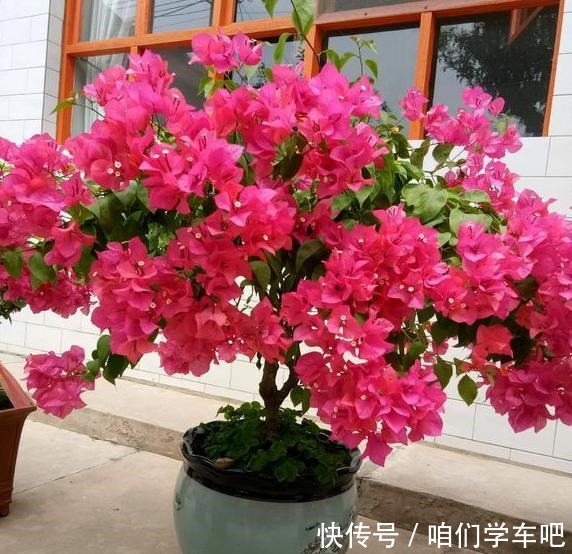 三角梅不控水依然开花爆盆,教你一个“小技巧”,开花一茬接一茬!