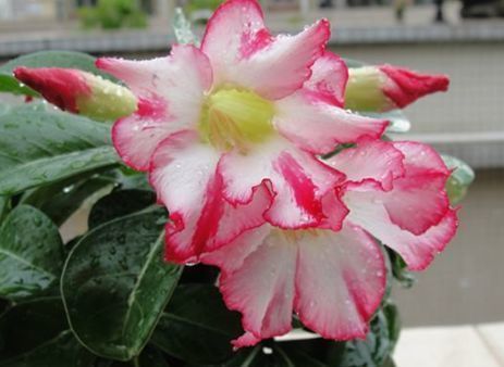 春天就养此款植物,呼出氧气,净化空气,促进睡眠!