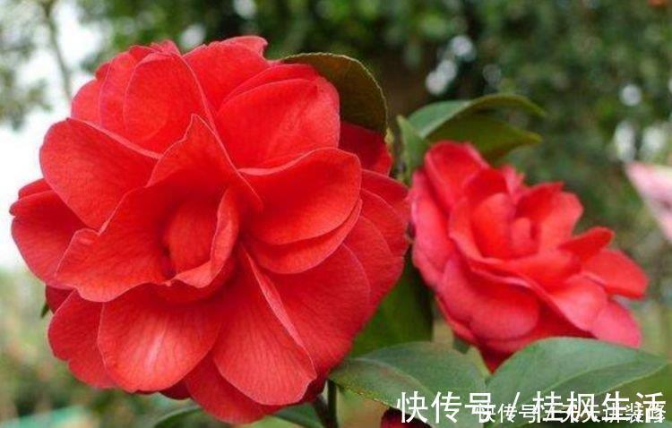 仙客来|自带“福运”的3种花,开花漂亮财运来,枝头窜满花苞,美