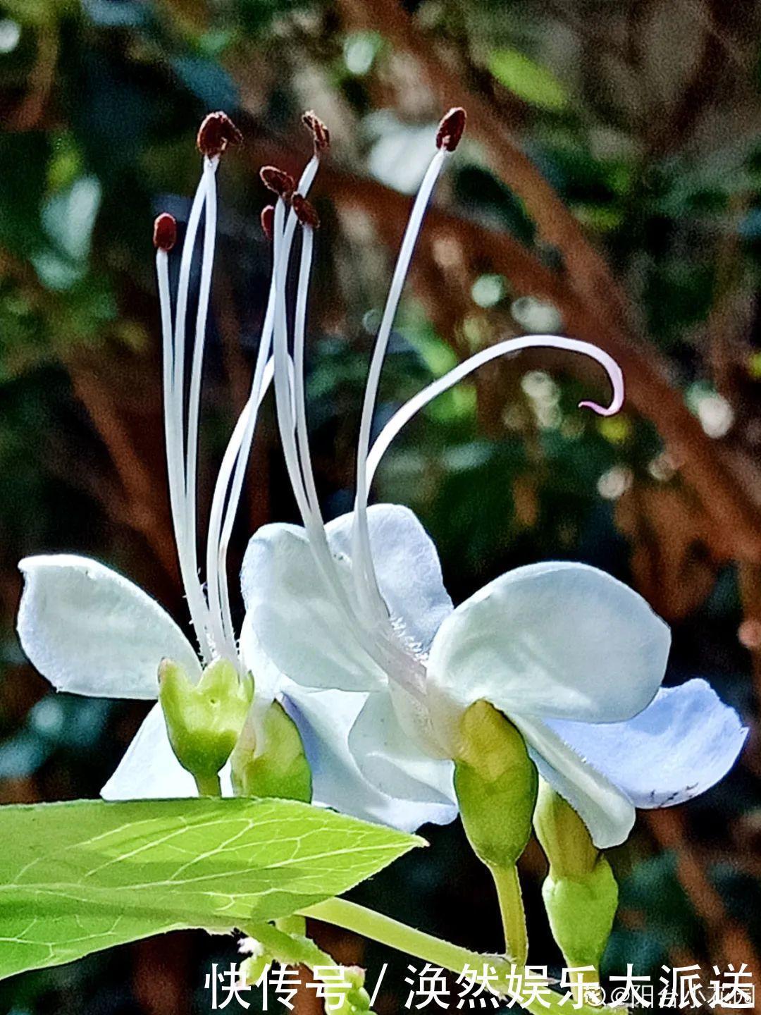 5种花真稀罕,叶子越晒越红彤彤,一盆能开20朵!