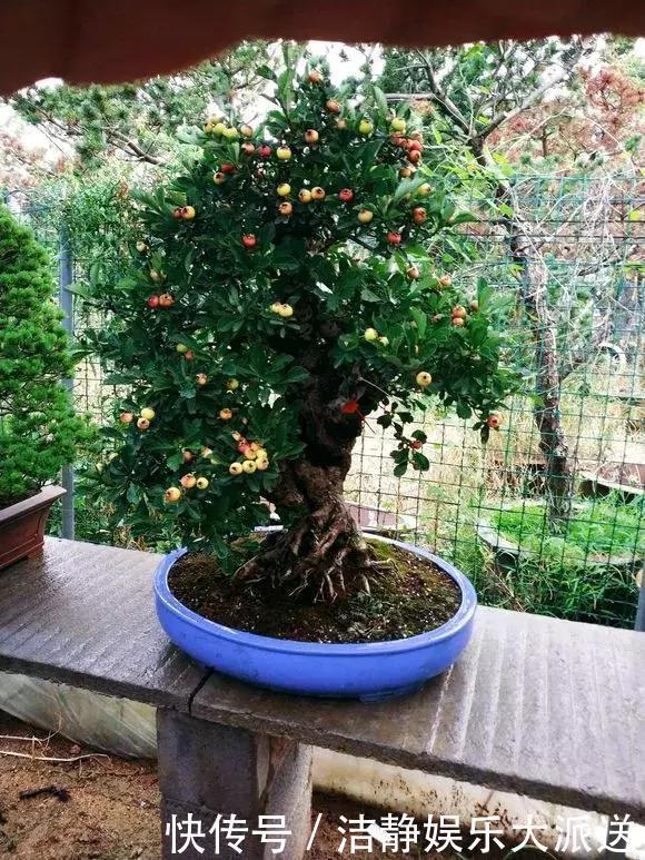 山楂|阳台养1棵山楂树,果子红艳艳,开胃又消食,是盆栽佳品!