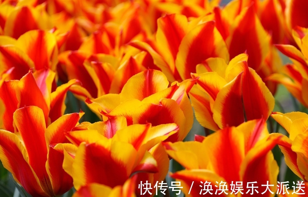 此花是一种爱情的花，有着很多的花色，也是永恒的爱情