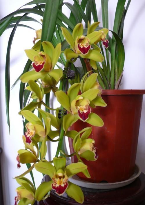 4种漂亮花,寓意好,大户人家都爱养,值得拥有!