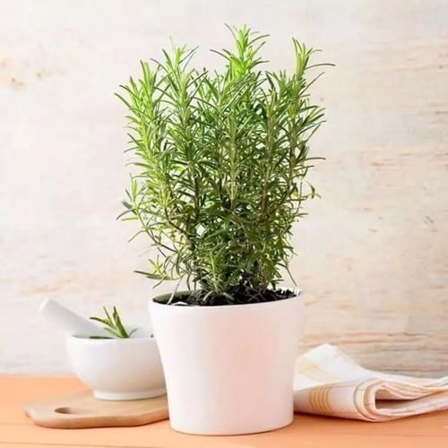 想让家里“病菌”少,就养五种植物,漂亮又好养!