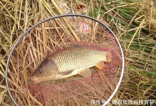 药酒|民间流传的独特钓法:一颗麦子钓一条大鱼