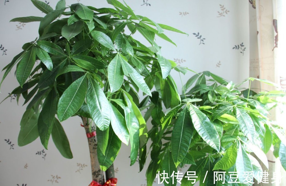长寿花|养花就养这5款植物，大吉大利，盆栽打理方法简单