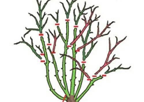 植株|这些“漂亮花”，夏天赶紧剪，剪得越狠，开花越多，剪错了没花看