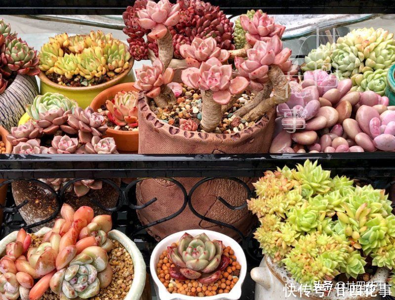 浇水|三伏天养多肉,要面临“3关”,闯过去美成仙肉,闯不过去收空盆