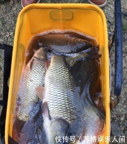 都说顿口中鱼率高,为啥浮漂却出不来顿口怎样才能调出顿口