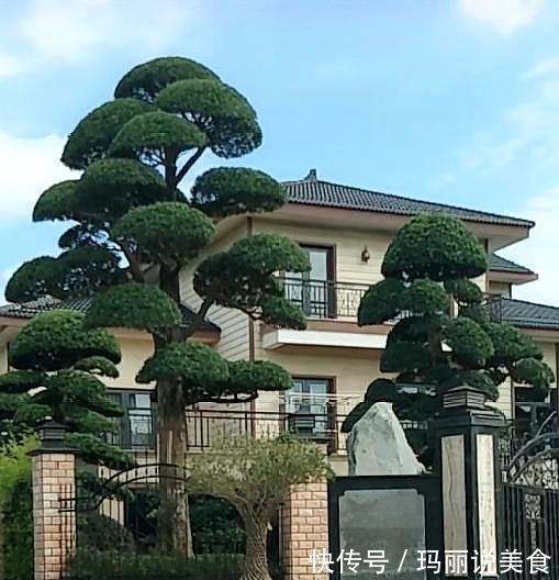 家养罗汉松,世代成富翁,盆景太贵买不起,剪根枝条一插就活。