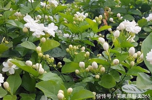 4种花,可不能惯养,赶紧搬出去,越狠狠晒,越开花满枝头!